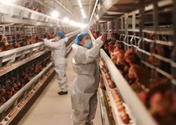 Kuş gribi görülen hayvanlar canlı canlı gömüldü