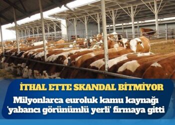 Et ve Süt Kurumu’nun kesimlik sığır ithalatında milyonlarca euroluk kamu kaynağı ‘yabancı görünümlü yerli’ firmaya gitti