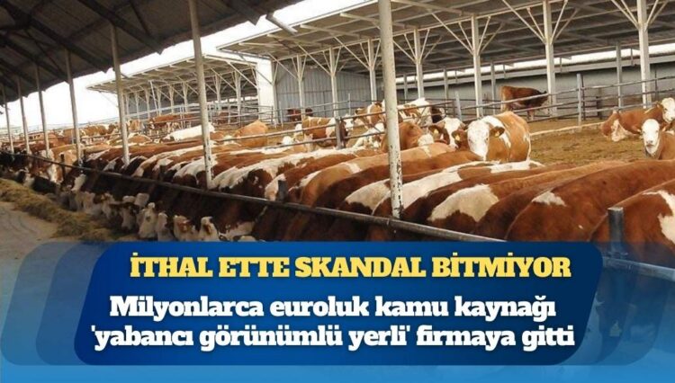Et ve Süt Kurumu’nun kesimlik sığır ithalatında milyonlarca euroluk kamu kaynağı ‘yabancı görünümlü yerli’ firmaya gitti