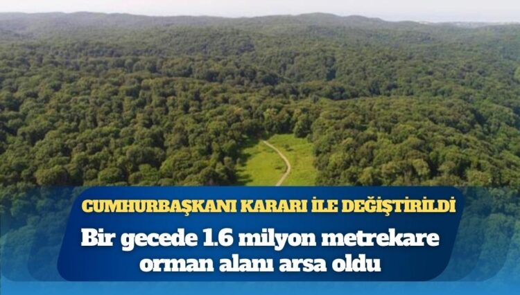 Bir gecede 1.6 milyon metrekare orman alanı arsa oldu
