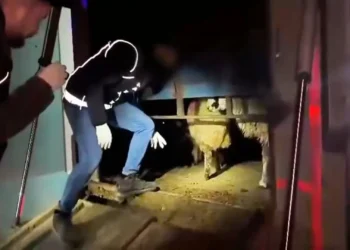 Dikiş izlerini gören şoke oldu: Canlı koyunları kesip içlerine uyuşturucu koymuşlar