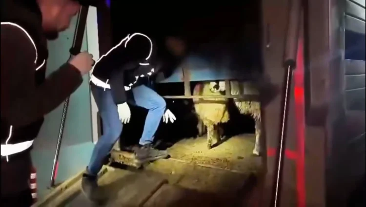 Dikiş izlerini gören şoke oldu: Canlı koyunları kesip içlerine uyuşturucu koymuşlar