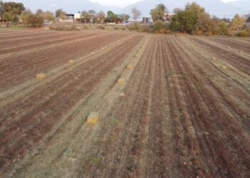 Çiftçilik yapan emekli Ahmet Şen: “Emekliyim, emekli maaşı da yetmiyor; vatandaş aç, fıstık yaprağı topluyorum”