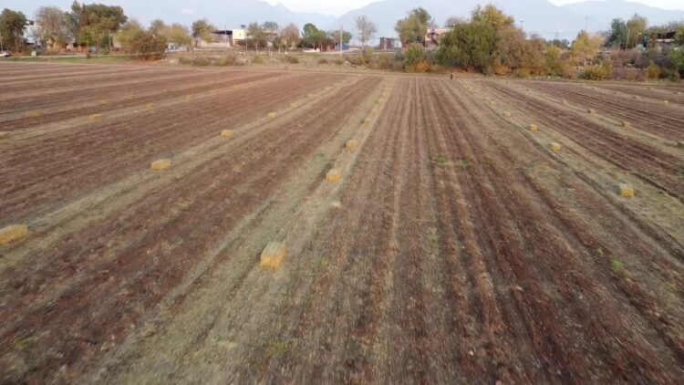 Çiftçilik yapan emekli Ahmet Şen: “Emekliyim, emekli maaşı da yetmiyor; vatandaş aç, fıstık yaprağı topluyorum”