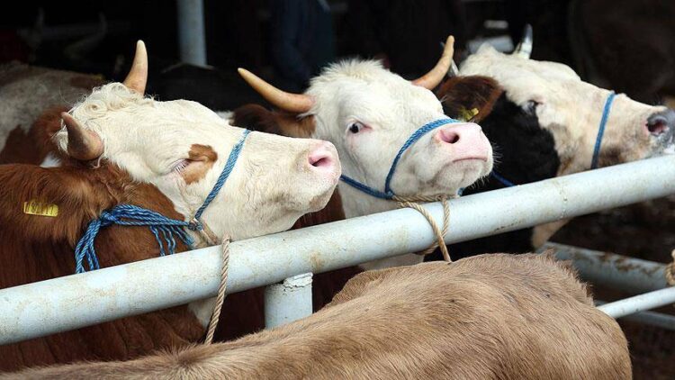 İbre ihracattan ithalata döndü: Son 15 yılda 7,6 milyon baş hayvan ithal edildi