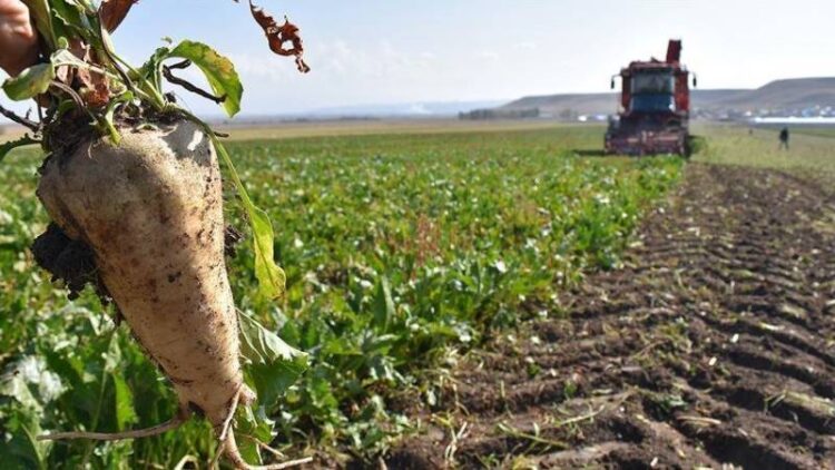 Şeker Fabrikaları’nın zararı rekor kırdı: Bir yılda yüzde 250 arttı