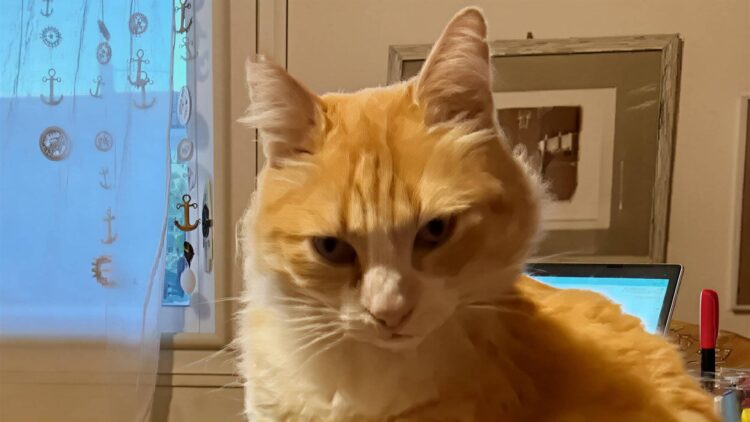 Komşusunu rahatsız eden kediye ev hapsi