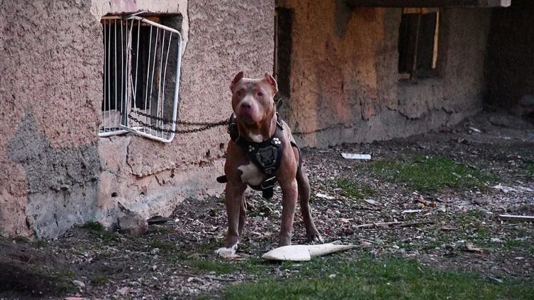 Pitbull’u iki çocuğu yaralayan kadın tutuklandı