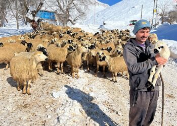 Atanamayan öğretmen hayvancılık yapmaya başladı: Her gün biraz daha zarar ediyoruz