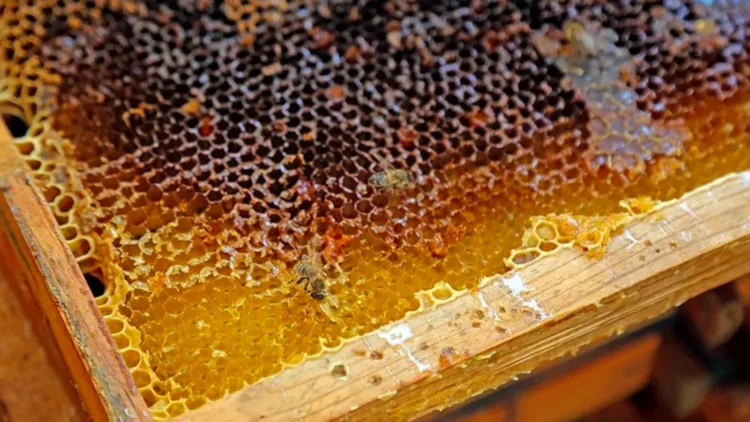 Fiyatıyla Guinness Rekorlar Kitabı’na girdi: Dünyanın en pahalı balı Ilgaz’da satıldı