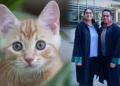 Tazminat aldı: Hastanede serum takılırken kafasına kedi düştü
