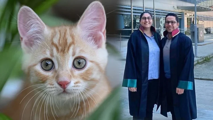 Tazminat aldı: Hastanede serum takılırken kafasına kedi düştü