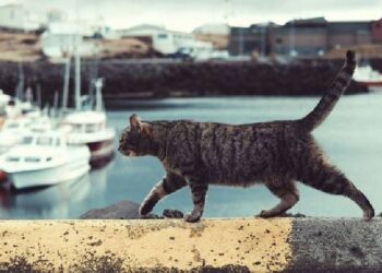 İspanya’da kaybolan kedi, 250 km yürüyerek Fransa’daki evine döndü