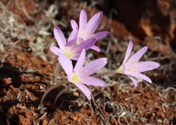 Koordinat bilgileri bile gizli: Koparmanın cezası 699 bin 245 TL