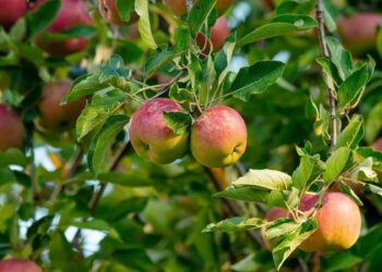 Avrupa ülkelerindeki elmaların yüzde 85’inde pestisit kalıntısı görüldü