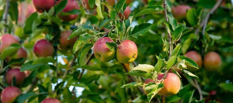 Avrupa ülkelerindeki elmaların yüzde 85’inde pestisit kalıntısı görüldü