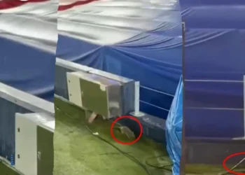 Barcelona’nın Camp Nou çilesi bitmiyor: Nihat Özdemir’in yaptığı stadı şimdi de fareler bastı