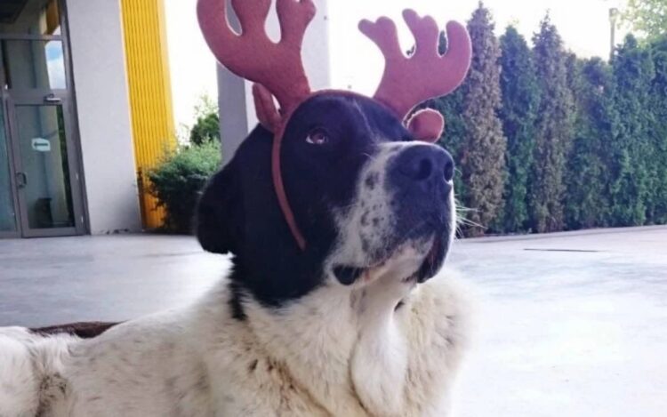 ‘Matmazel’in darp sonucu öldüğü ortaya çıktı