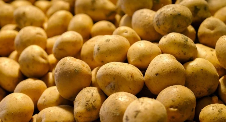 Almanya’da ‘patates seli’: 4 bin tonu bedava dağıtılacak