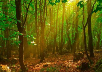 Modern çağın yeni pandemisi: Doğadan korkmak (Biyofobi)
