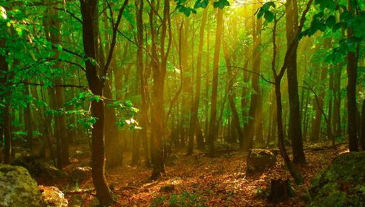 Modern çağın yeni pandemisi: Doğadan korkmak (Biyofobi)