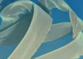 Denizin altında kolları otobüs büyüklüğünde olan canavar keşfedildi