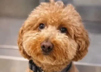 Havalimanında yürek sızlatan görüntüler: Uçağa alınmayan köpeğini bilet gişesine bağlayıp uçağa doğru koştu