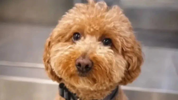 Havalimanında yürek sızlatan görüntüler: Uçağa alınmayan köpeğini bilet gişesine bağlayıp uçağa doğru koştu