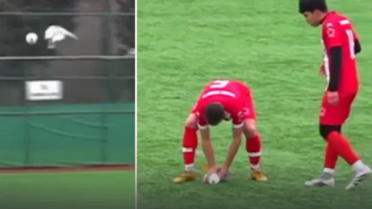 Uçan martıya top çarptı: Sahada kalp masajı yapıldı