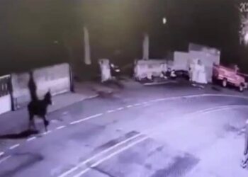 Yakalandı: Forkliftle kuyumcu soyup eşekle kaçtı