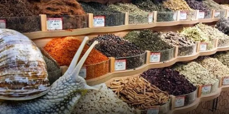 Toz baharatın içine gizleyip vatandaşa yedirdiler: Aktar tezgahlarından sümüklü böcek çıktı