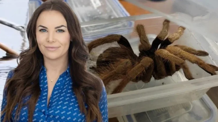 Kiracısına canlı tarantula attı, siyasi kariyeri bitti