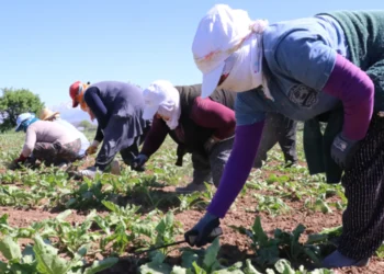Tarımda eşitsizlik büyüdü: Kadın işçi 23 bin, erkek 39 bin lira aldı