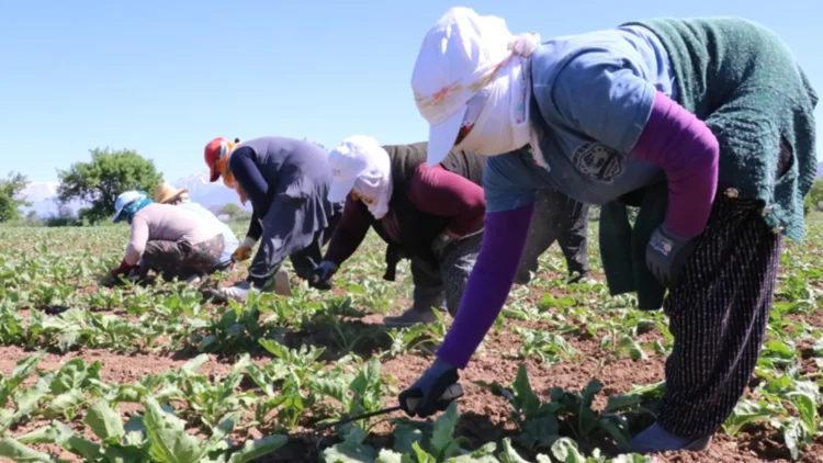 Tarımda eşitsizlik büyüdü: Kadın işçi 23 bin, erkek 39 bin lira aldı