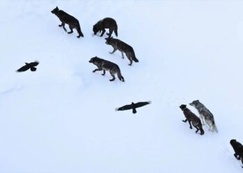 Kuzgunlar kurtları neden takip eder?