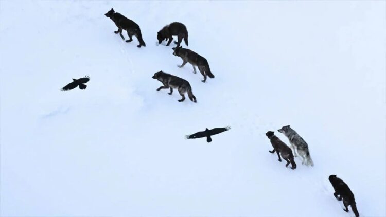 Kuzgunlar kurtları neden takip eder?