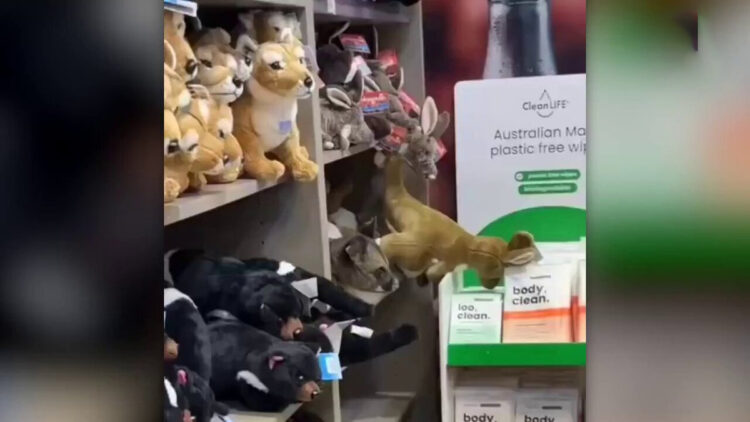 Peluş oyuncak reyonundan gerçek keseli sıçan çıktı